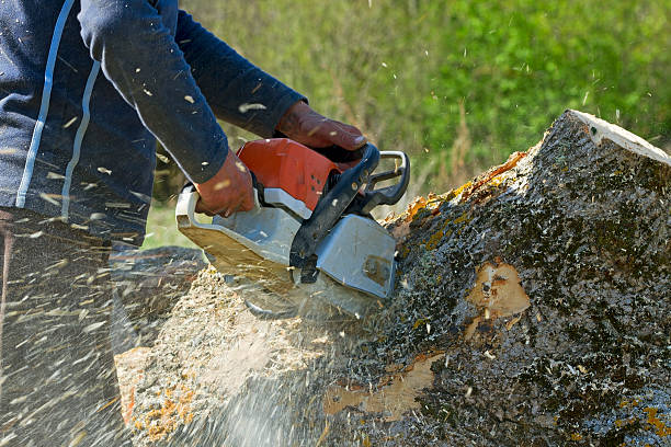 Tree and Shrub Care in Monona, IA